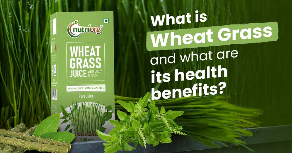 What is Wheat Grass, and What Are Its Health Benefits?