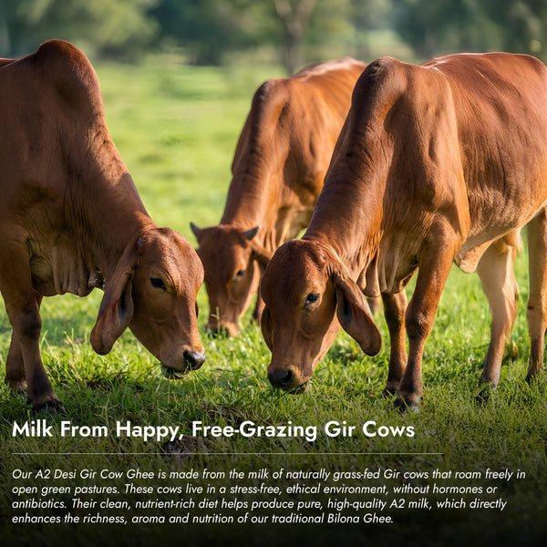 Nutriorg A2 Rich Desi Gir Cow Ghee