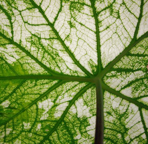 Dashmool & Classical Herbs