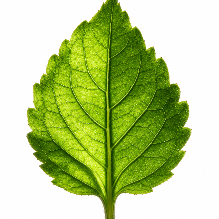 Rama & Shwet Tulsi